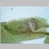 Vaginula Base 20er 02.jpg
